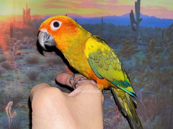 conure-for-sale