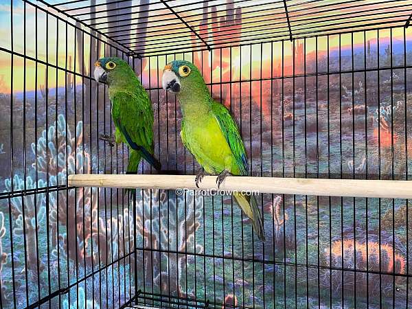 conure-half-moon-conure-for-sale-in-los-angeles-ca