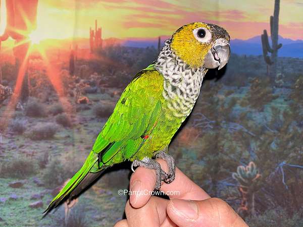 conure-black-capped-conure-for-sale-in-los-angeles-ca