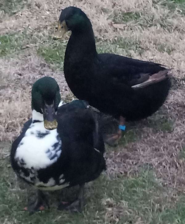 duck-for-sale-in-bethpage-tn