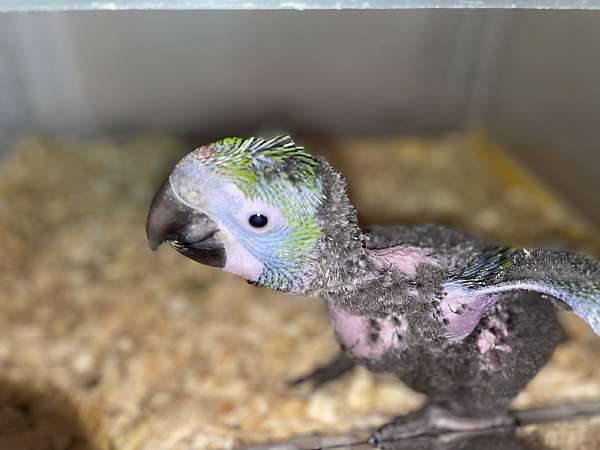 military-macaw-for-sale-in-premont-tx