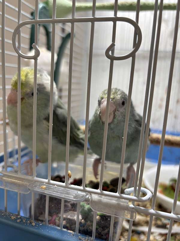 parrotlet-for-sale-in-sebring-fl