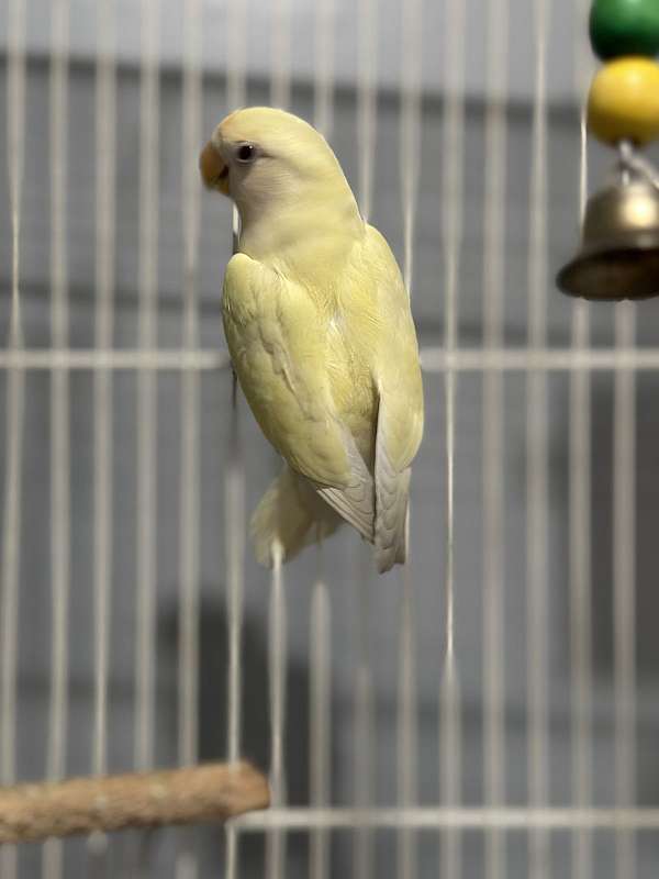 lovebird-for-sale