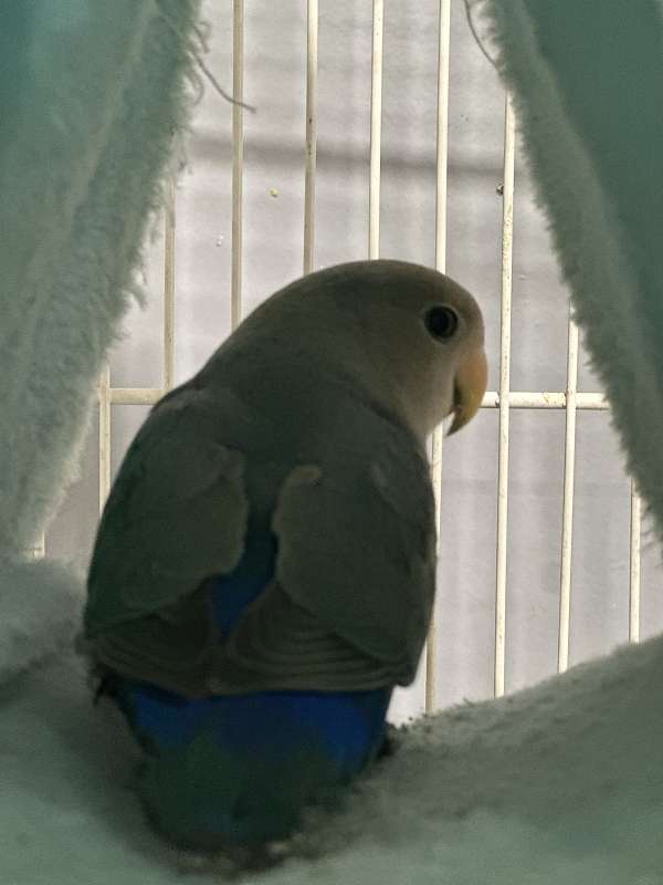 lovebird-for-sale-in-massachusetts