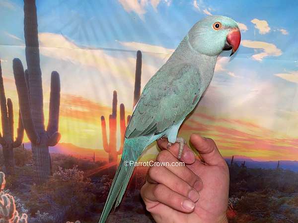 parrot-for-sale