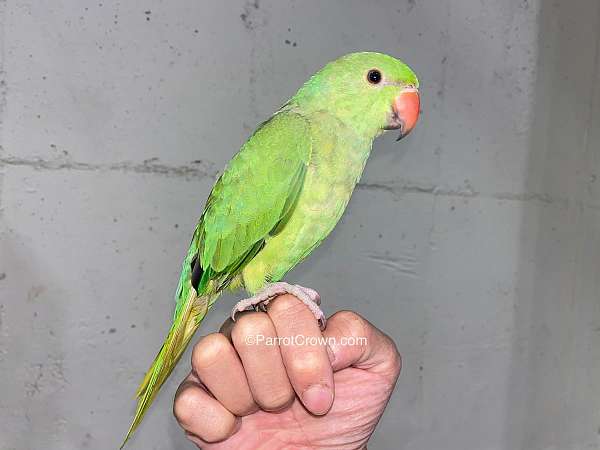 parrot-for-sale