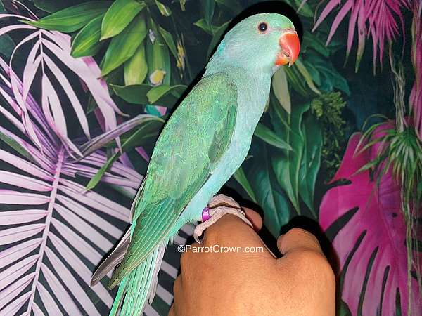 parrot-for-sale