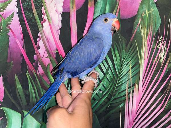 parrot-for-sale