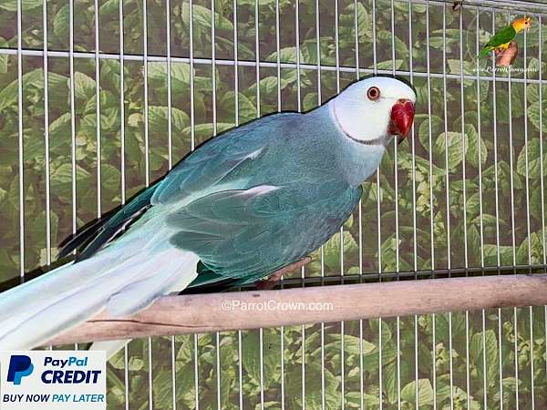 parrot-for-sale