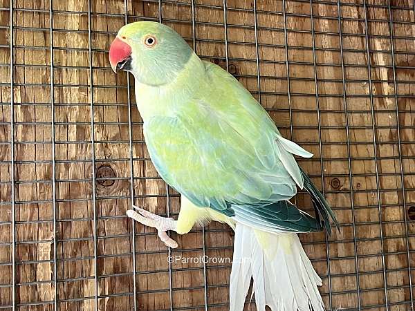 parrot-for-sale