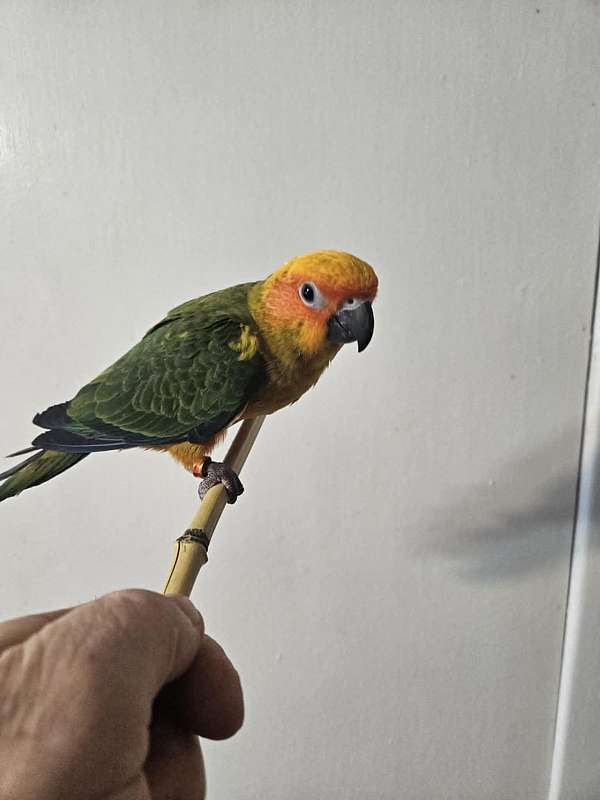 sun-conure-for-sale-in-sound-beach-ny