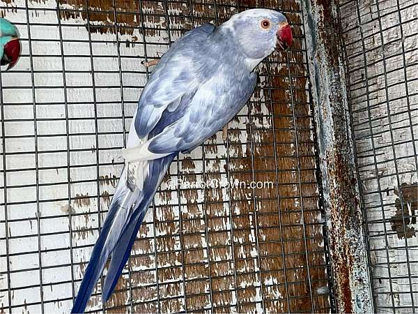 parrot-for-sale