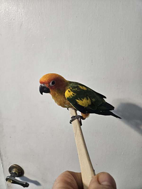 cute-bird-for-sale-in-sound-beach-ny