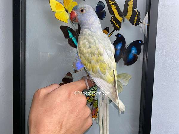 parrot-for-sale