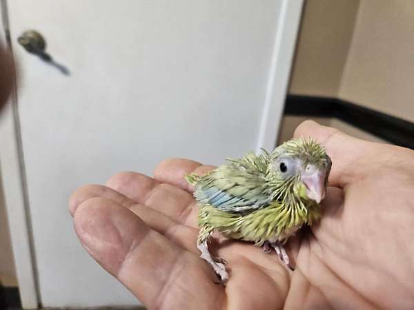 rescue-pacific-parrotlet-for-sale