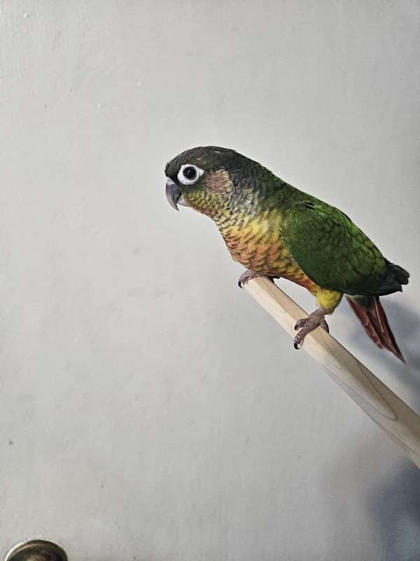 conure-for-sale-in-sound-beach-ny