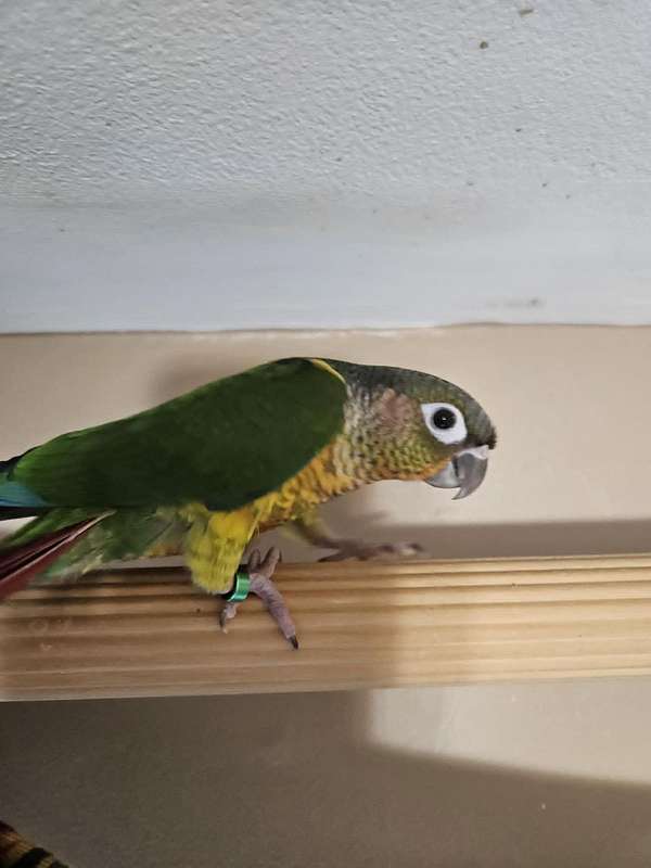 green-cheek-conure-for-sale