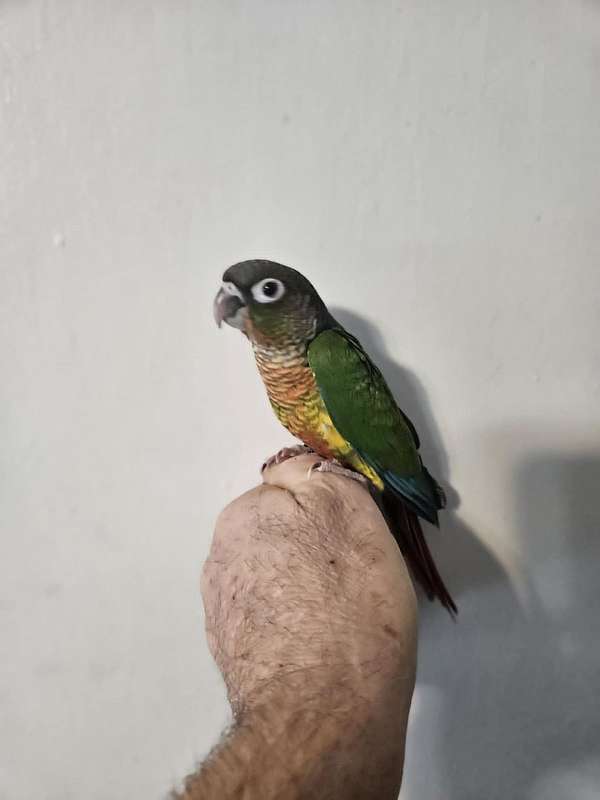 green-cheek-conure-for-sale-in-sound-beach-ny