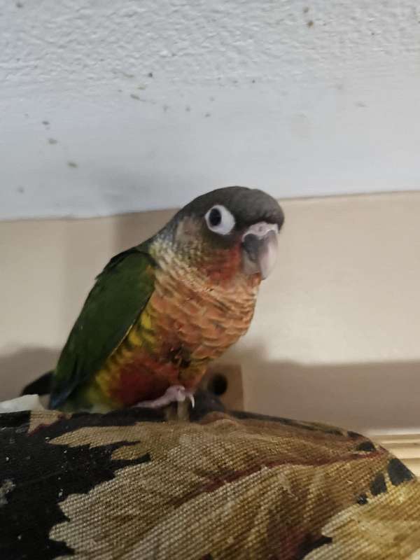 baby-bird-for-sale-in-sound-beach-ny