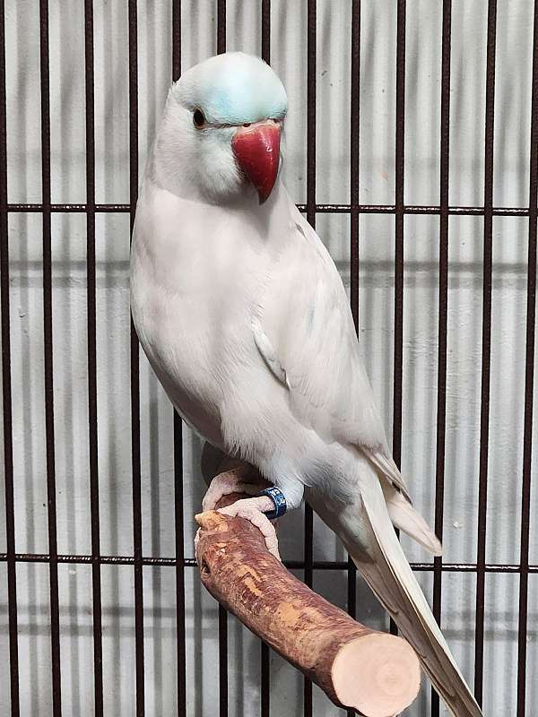 ringneck-parakeet-for-sale