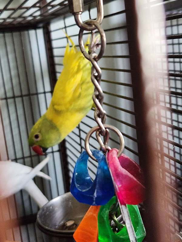 ringneck-parakeet-for-sale