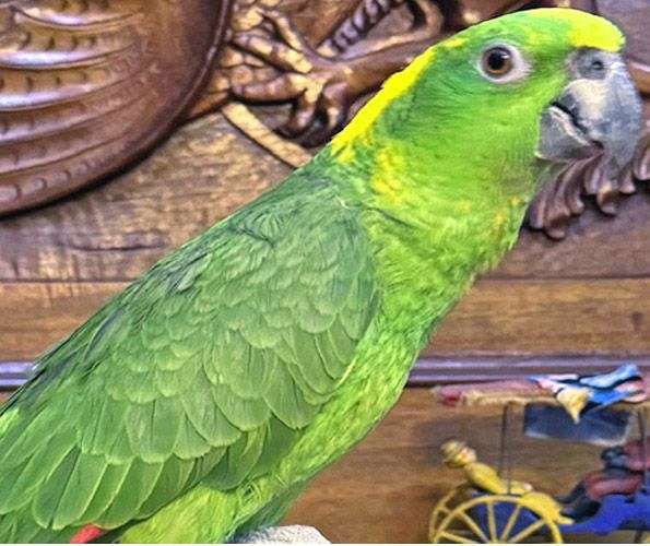 blue-yellow-crown-amazon-parrot-for-sale