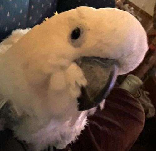 blue-triton-cockatoo-for-sale