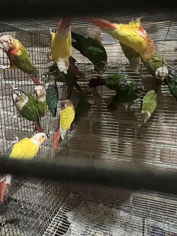 green-cheek-conure-for-sale