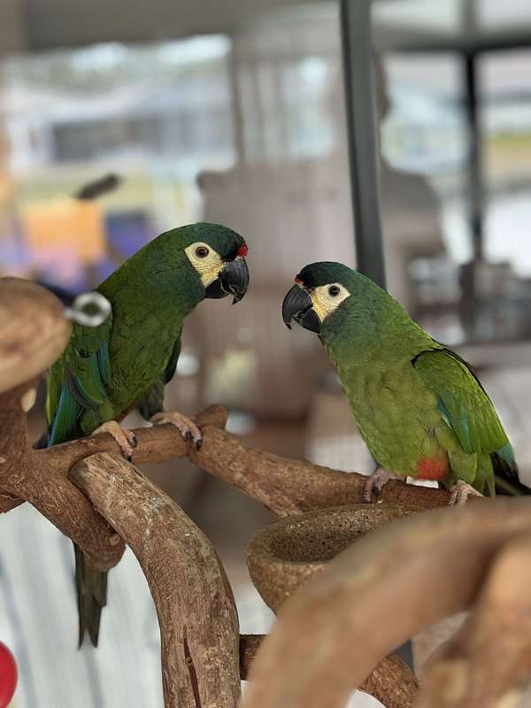 illigers-macaw-for-sale