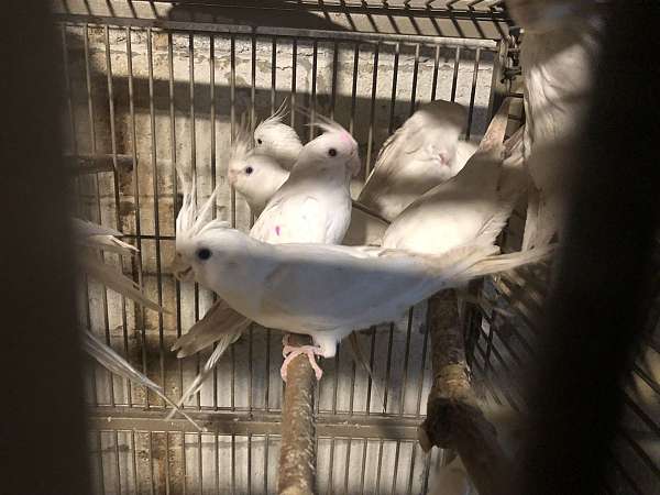 albino-lutino-cute-quiet-bird-for-sale