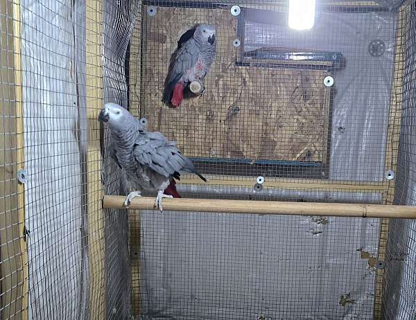 eclectus-parrots-for-sale-in-monroe-oh