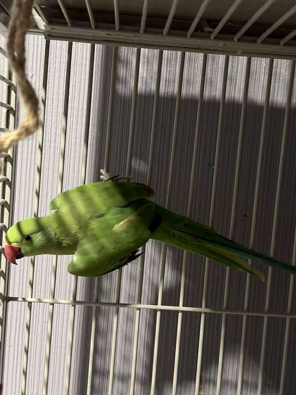 ringneck-parakeet-for-sale