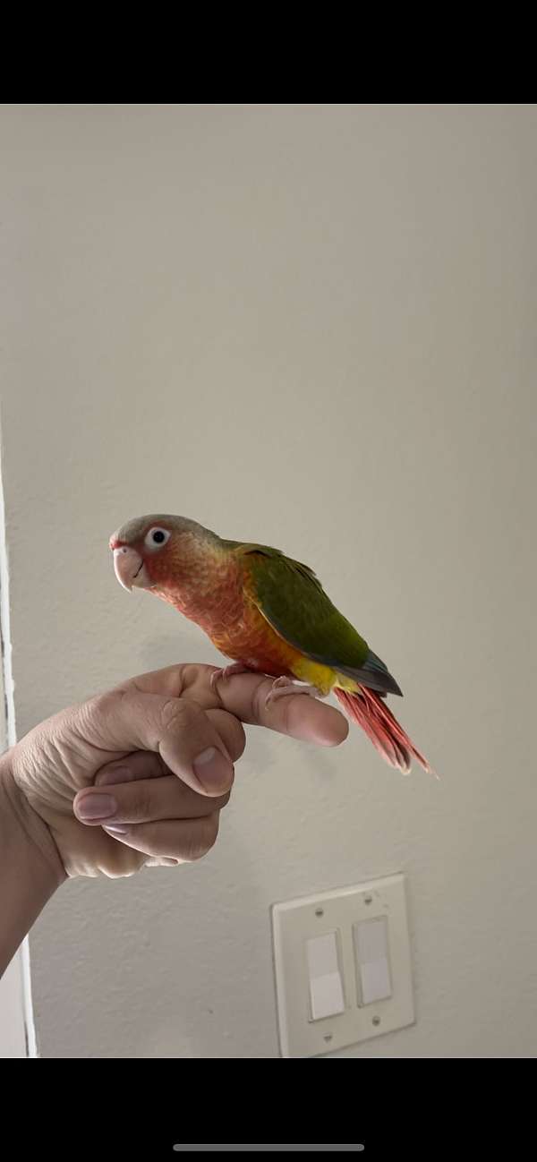 green-cheek-conure-for-sale