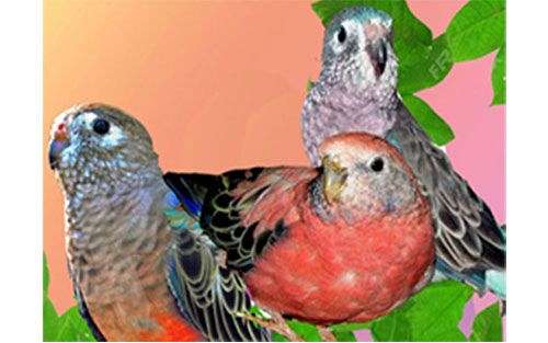 cherry-bourke-parakeet-for-sale