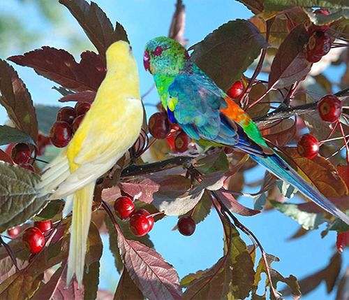 red-rumped-parakeet-for-sale-in-pleasant-hill-mo