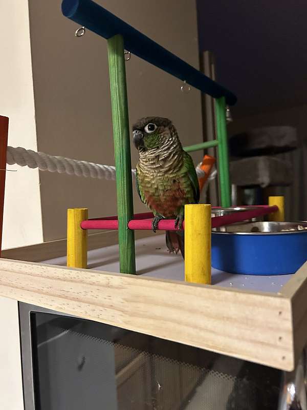 green-cheek-conure-for-sale-in-cambridge-ma