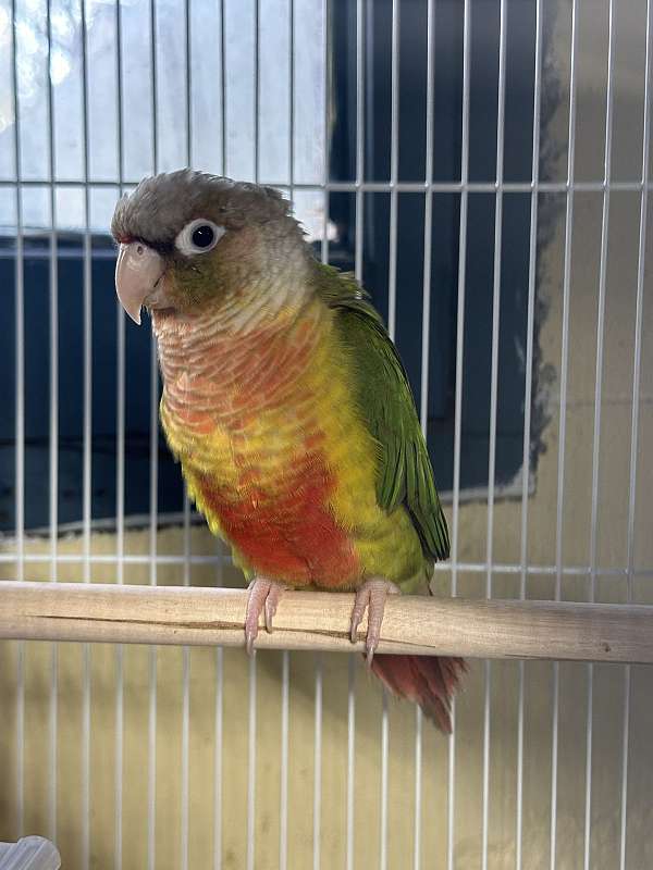 green-cheek-conure-for-sale-in-springfield-mo