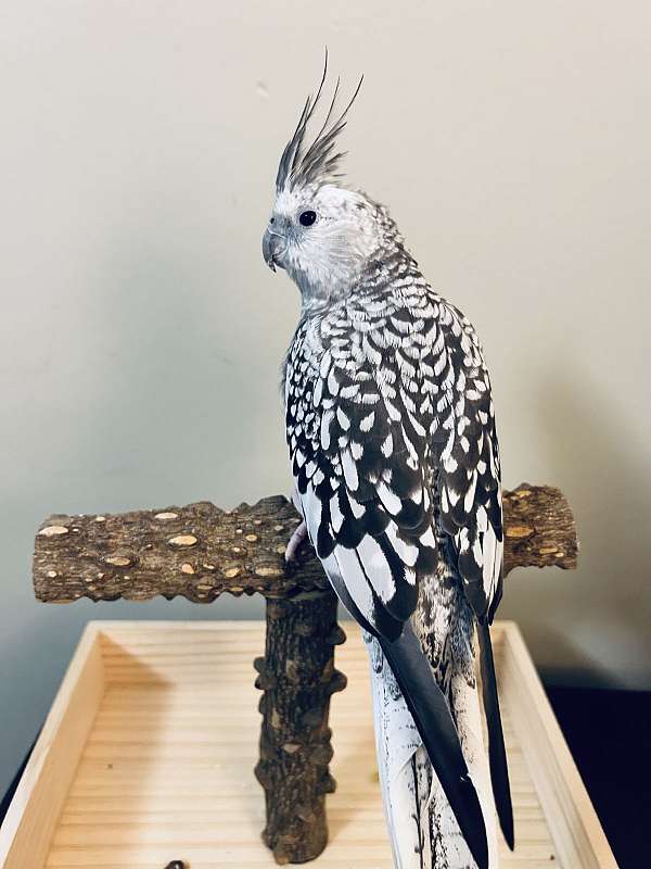 pearl-white-bird-for-sale-in-alabama