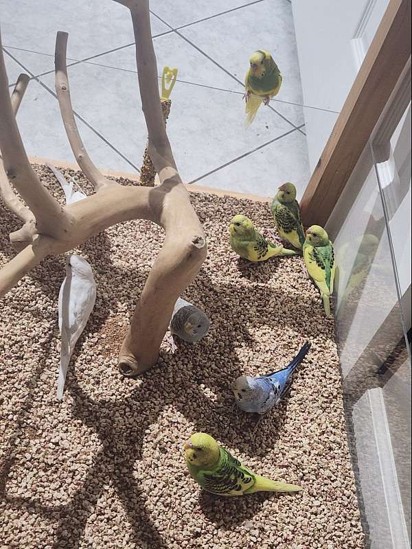 parakeet-for-sale