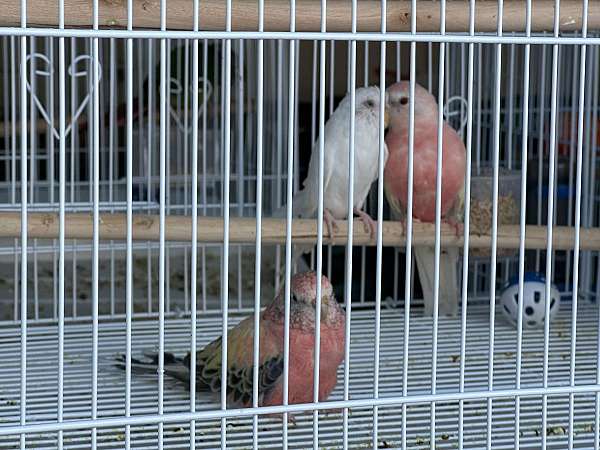 bourke-parakeet-for-sale-in-springfield-mo