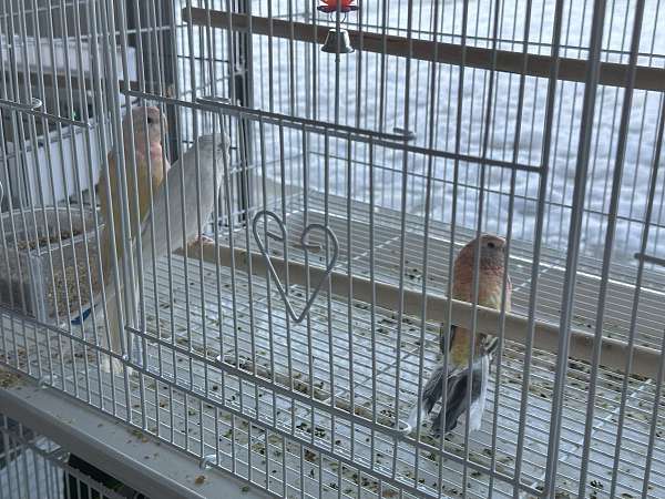 male-lutino-white-bird-for-sale