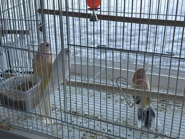 bourke-parakeet-for-sale