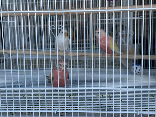 male-bird-for-sale-in-springfield-mo