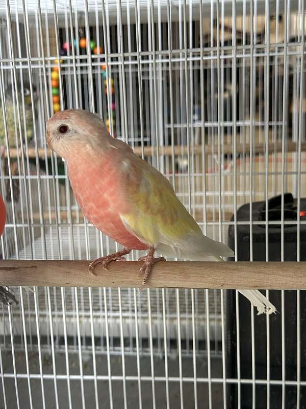 male-lutino-white-bird-for-sale