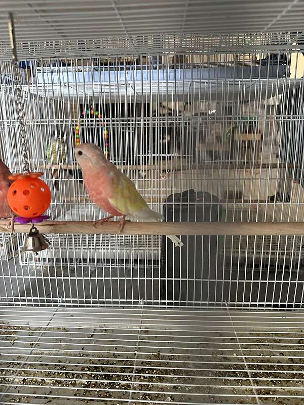 bourke-parakeet-for-sale