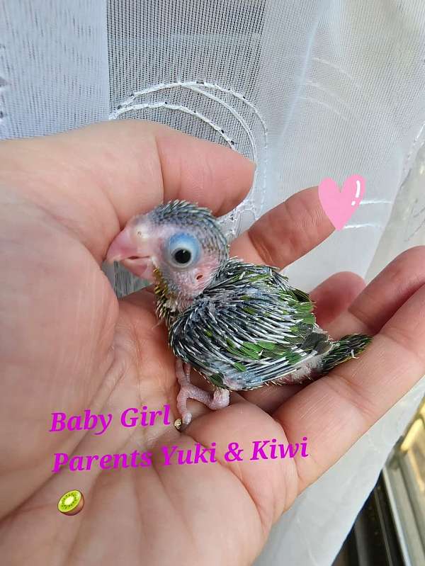 pacific-parrotlet-for-sale