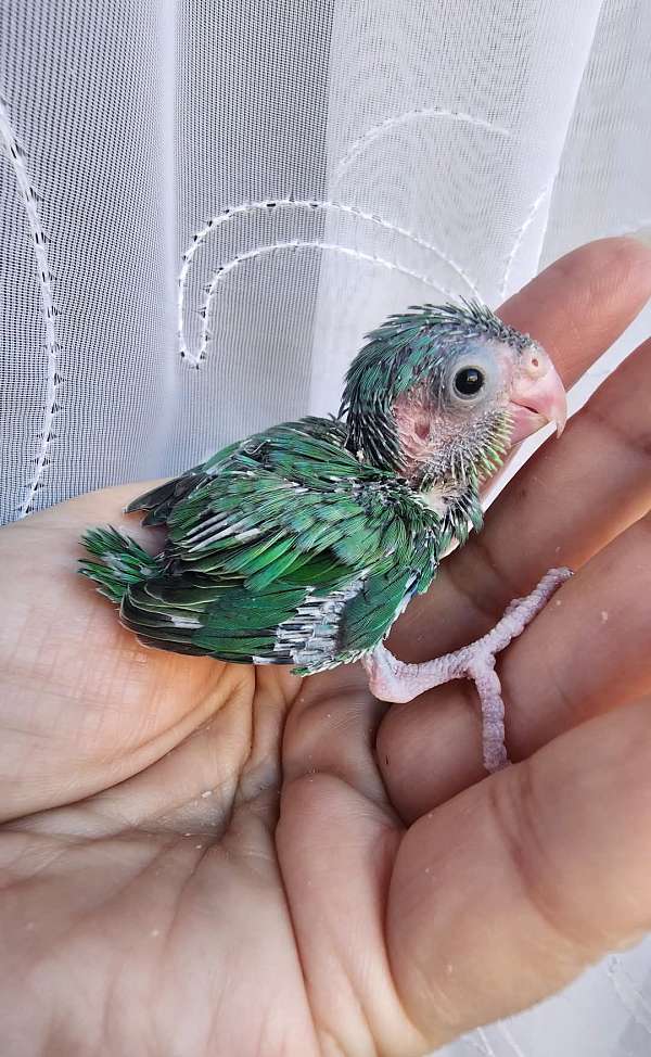 pacific-parrotlet-for-sale