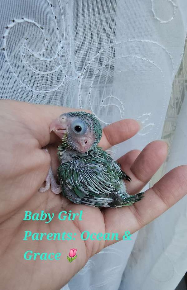 pacific-parrotlet-for-sale