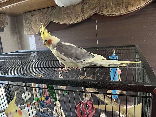 male-female-lutino-pied-bird-for-sale