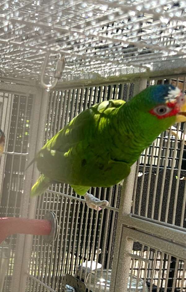 companion-tame-bird-for-sale-in-gainesville-va